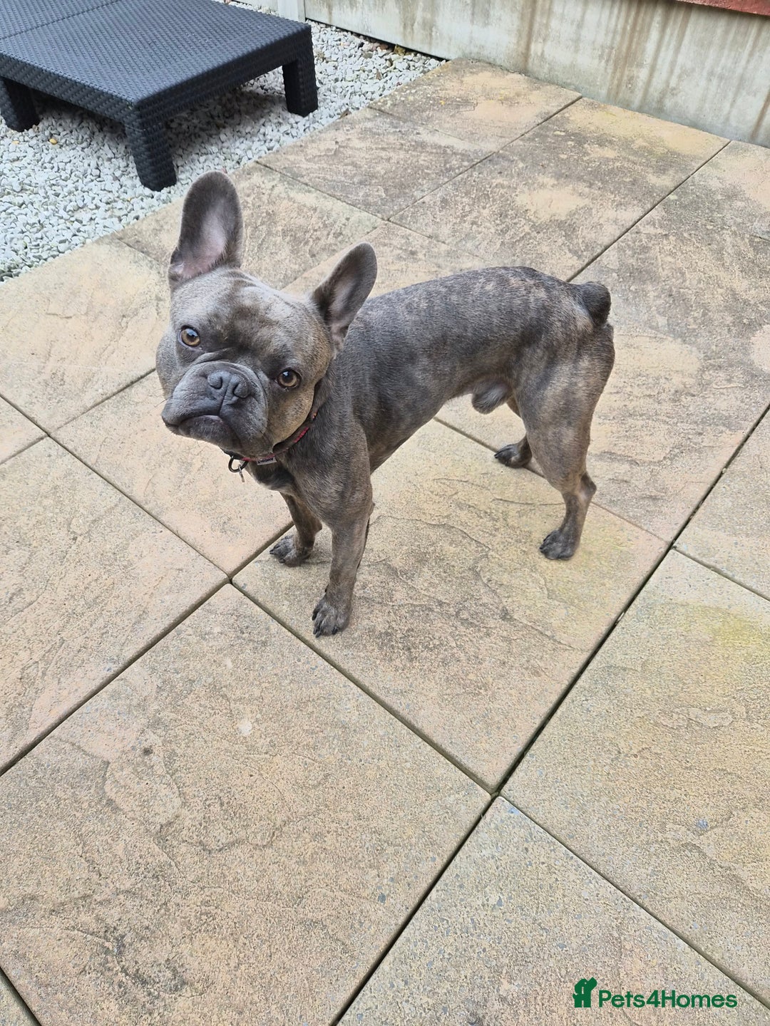 French Bulldog dogs for sale: French bulldog Apollo - Image 3