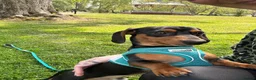 Chiweenie dogs for sale: 1 year old dachshund looking for forever home - Advert 11