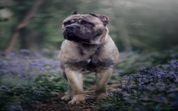 Cane Corso dogs for sale: ‼️Champion ICCF, health tested cane corso litter‼️ - Image 4