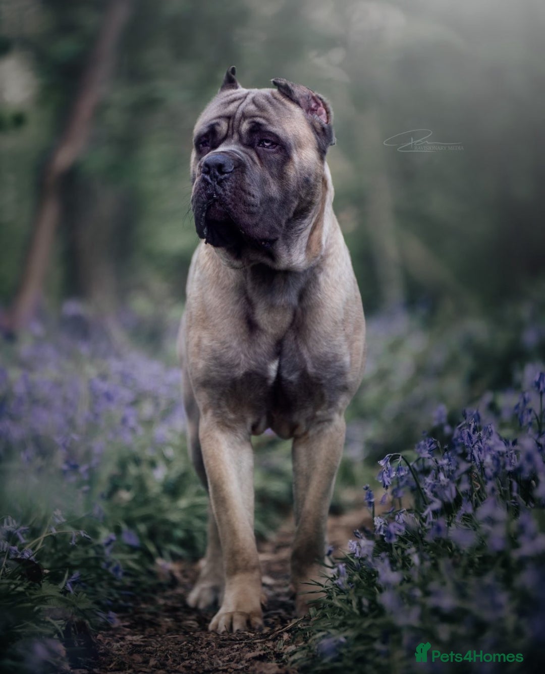 Cane Corso dogs for sale: ‼️Champion ICCF, health tested cane corso litter‼️ - Image 4