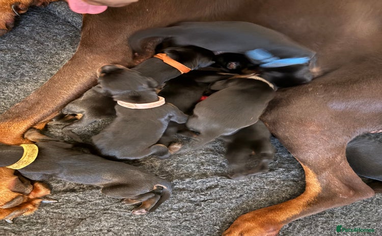 Dobermann dogs in London - Advert 9