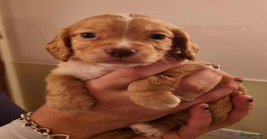 Cocker Spaniel dogs - Advert 3