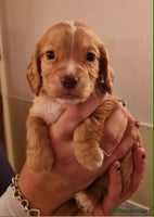 Cocker Spaniel dogs - Advert 4