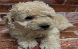 Cockapoo dogs for sale: Cockapoo Puppies – Well Socialised and beautiful  - Advert 4