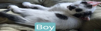 British Shorthair Kitten 4