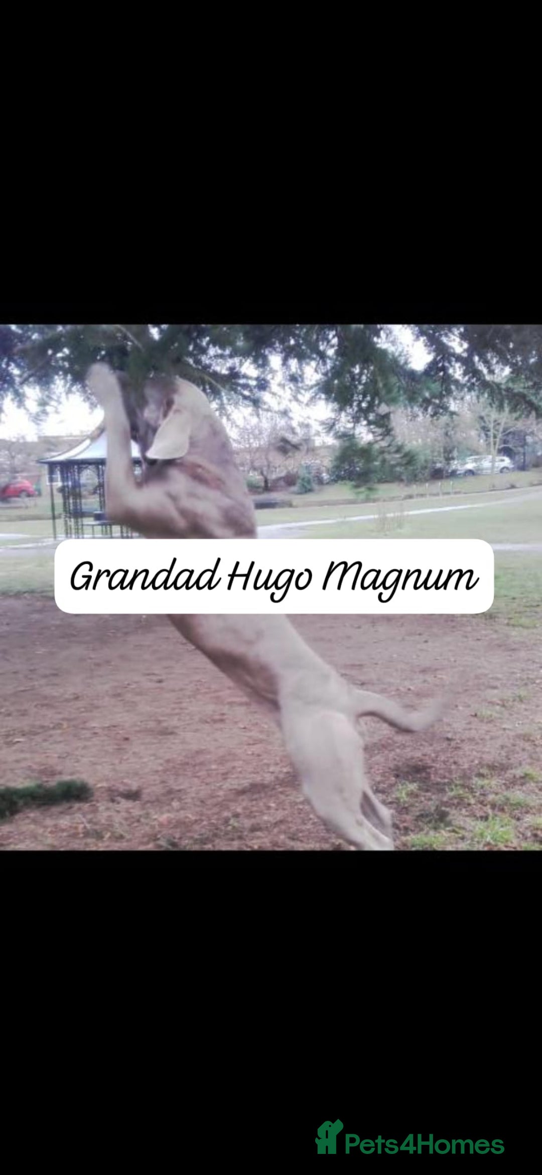 Mixed Breed dogs for sale: Beautiful Molesser Mastiff pups - Image 12
