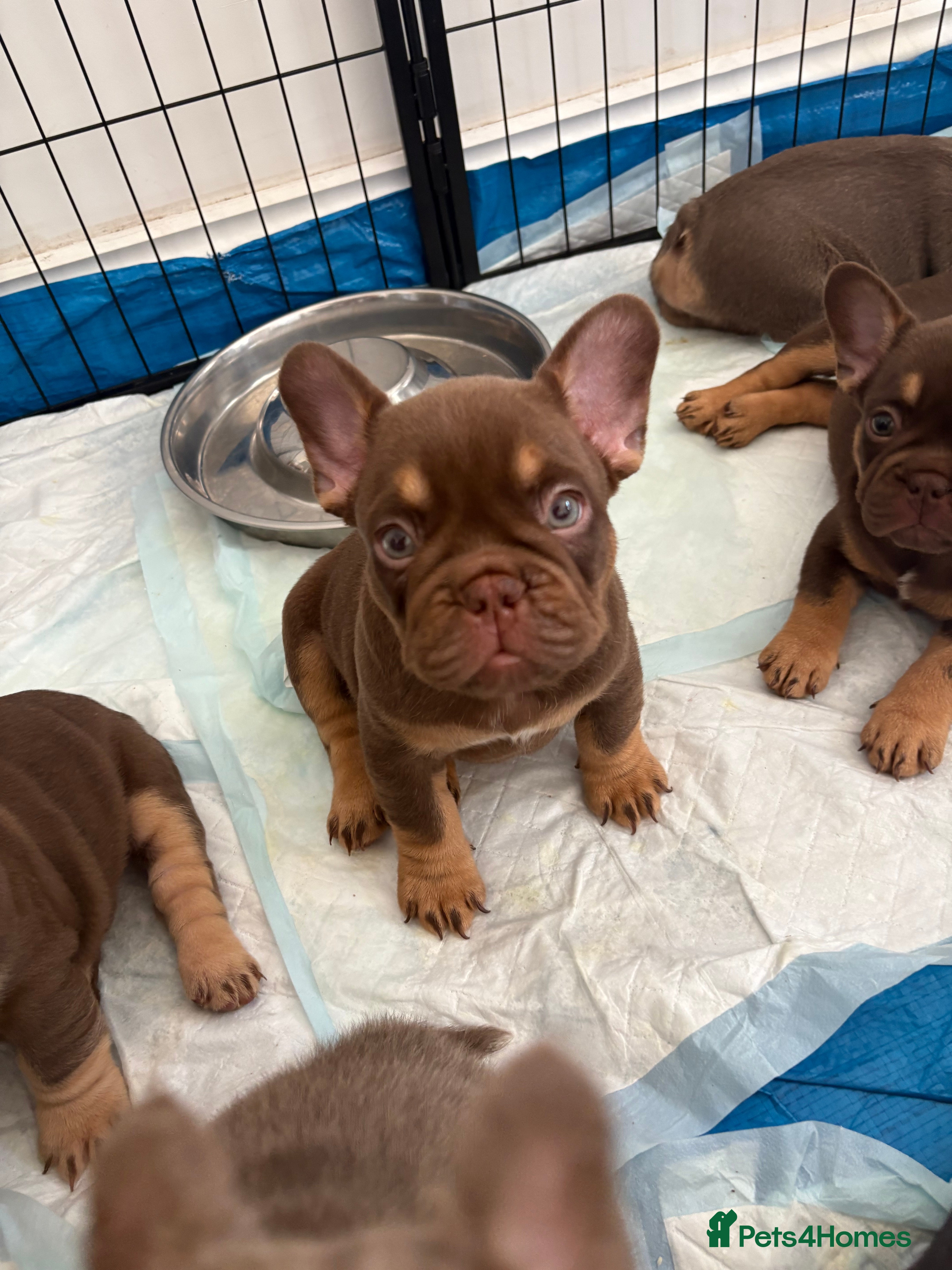 French Bulldog dogs 💙🩷Beautiful french bulldogs+ full fluffy🩷💙 - Advert 2