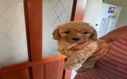 Cockapoo dogs for sale: Gorgeous Cockapoo Pups - Image 10