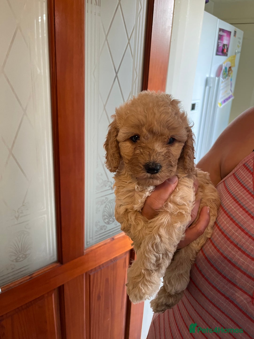 Cockapoo dogs for sale: Gorgeous Cockapoo Pups - Image 10