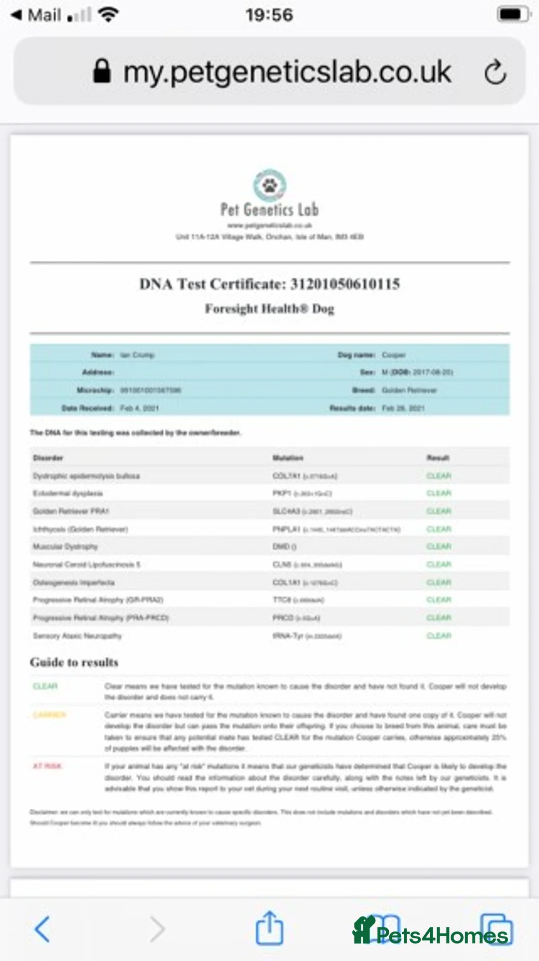 Golden Retriever dogs for stud: Stunning Golden Retriever - hip , elbow , DNA test in Dunblane - Advert 5