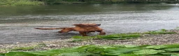Golden Retriever dogs for sale: Beautiful Golden Retriever  - Advert 1