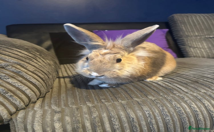 Lionhead rabbits - Advert 1