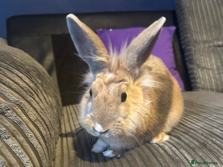 Lionhead rabbits - Advert 10