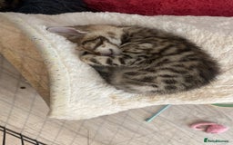 Bengal cats for sale: Bengal Cross Kittens  - Image 18