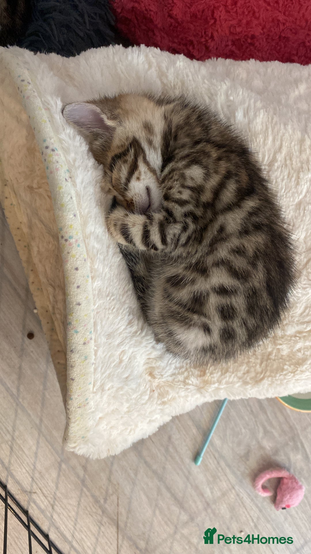 Bengal cats for sale: Bengal Cross Kittens  - Image 18