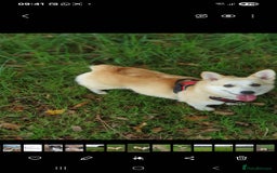 Welsh Corgi Pembroke dogs for sale: Kc registered female - Image 5