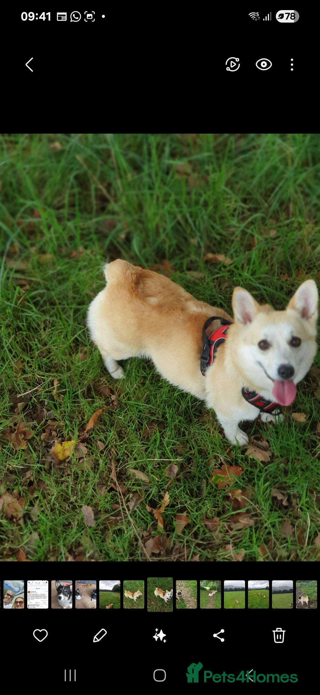 Welsh Corgi Pembroke dogs for sale: Kc registered female - Image 5