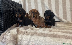 Miniature Dachshund dogs for sale: Beautiful Dachunds ready now  - Image 10