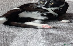Mixed Breed cats for sale: Kitten for sale  - Image 5