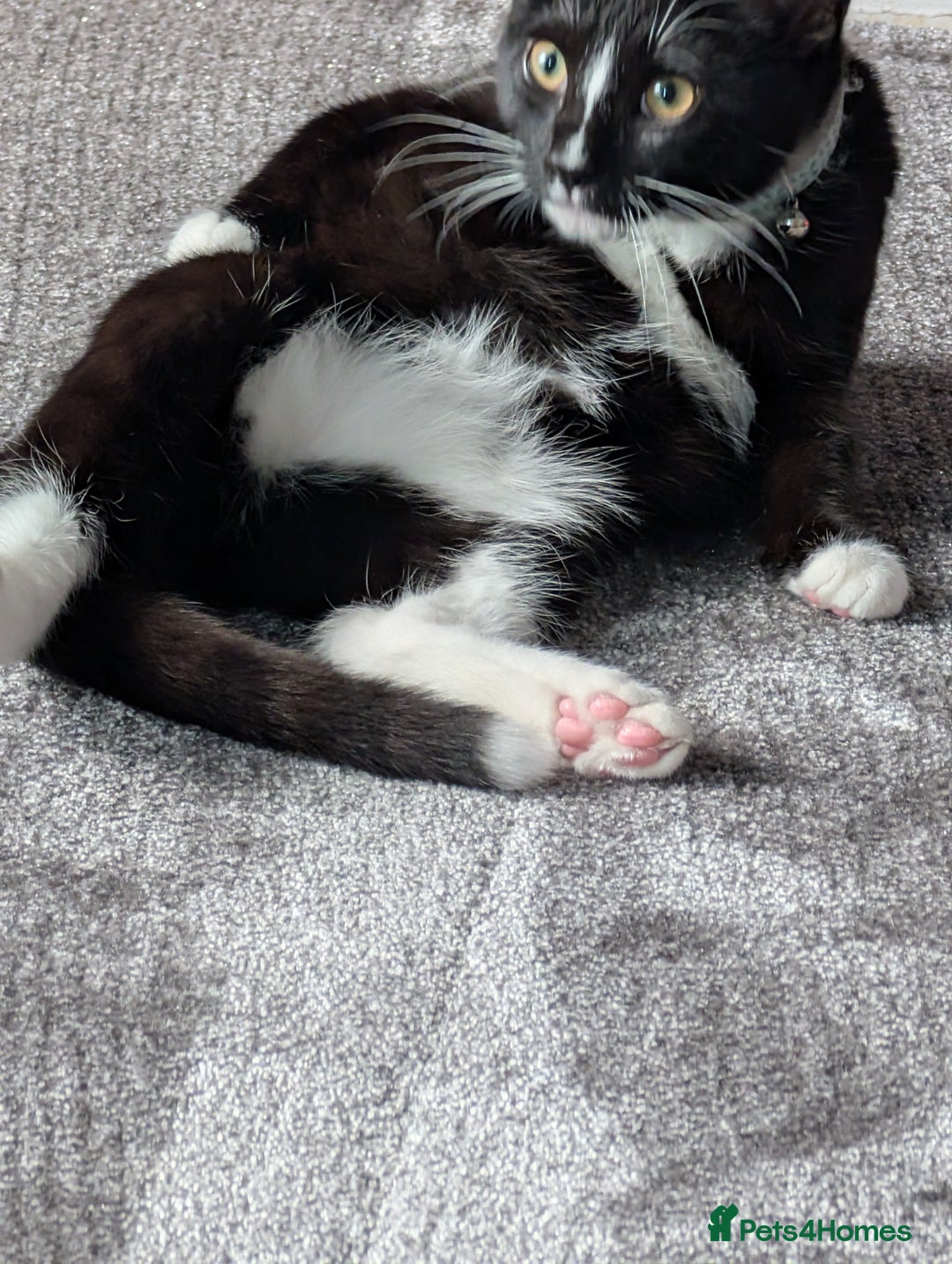 Mixed Breed cats for sale: Kitten for sale  - Image 5