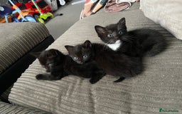Mixed Breed cats for sale: 4 beautiful kittens ready for their forever homes - Image 3