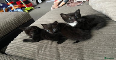 Mixed Breed cats - Advert 12