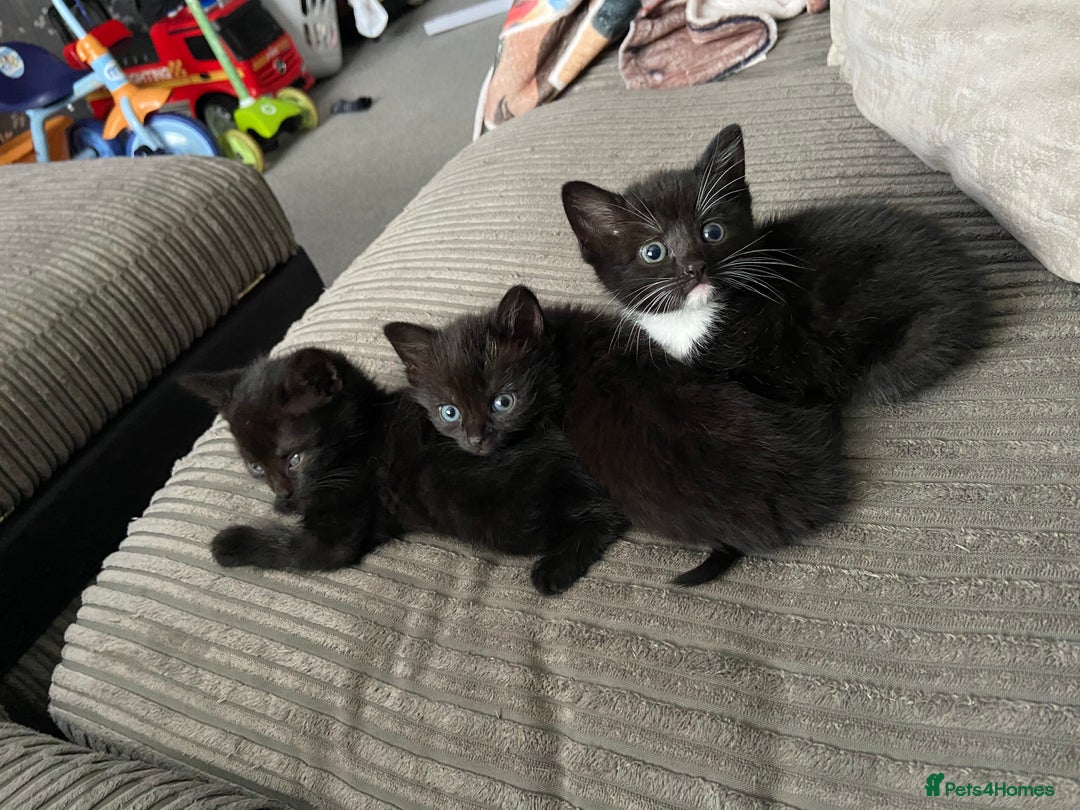 Mixed Breed cats for sale: 4 beautiful kittens ready for their forever homes - Image 3
