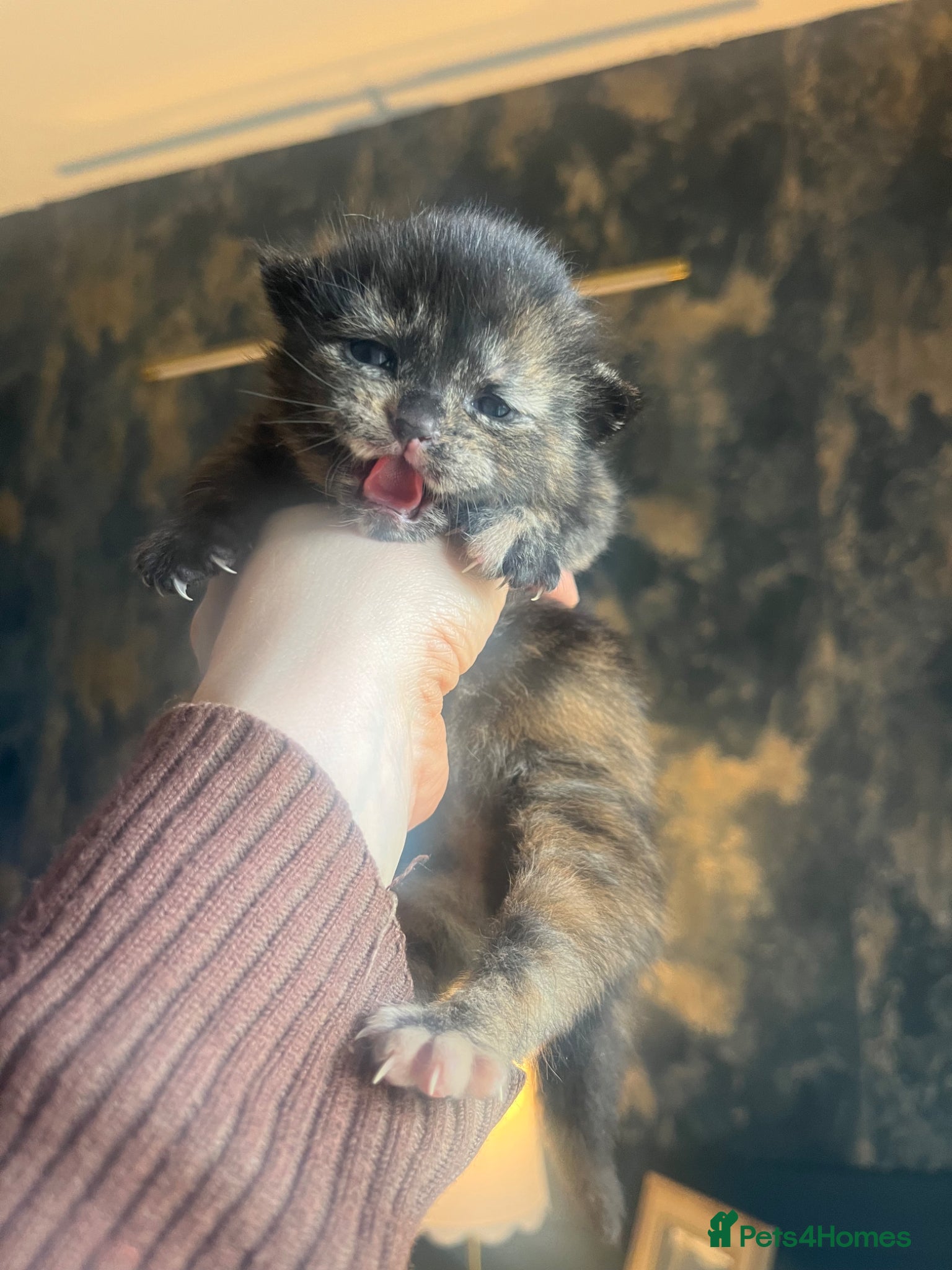 Mixed Breed cats Kittens half Maine Coon - Advert 1