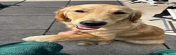 Golden Retriever dogs for sale: Golden Retriever Female - Advert 2