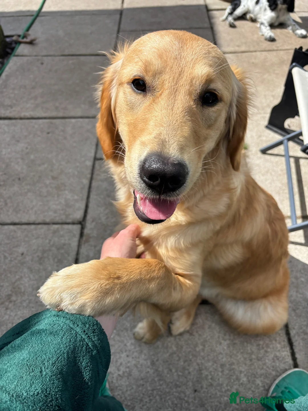 Golden Retriever dogs for sale: Golden Retriever Female - Advert 2