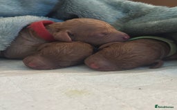 Miniature Poodle dogs for sale: Adorable Miniature Red Poodle Puppies - Image 14