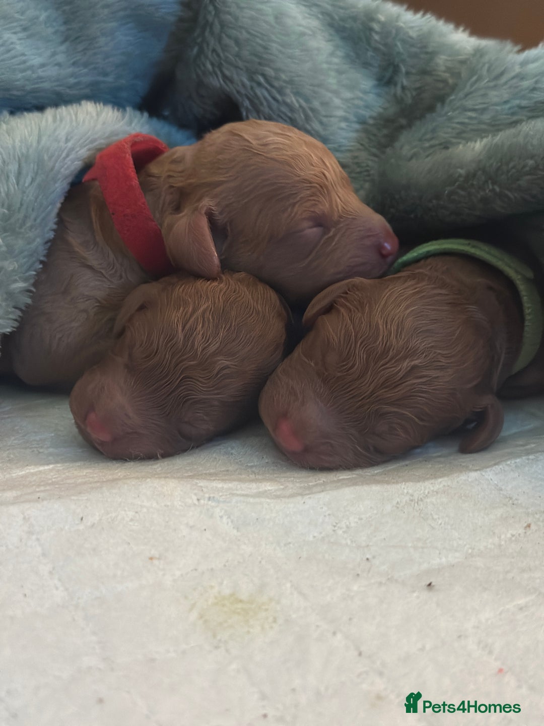 Miniature Poodle dogs for sale: Adorable Miniature Red Poodle Puppies - Image 14