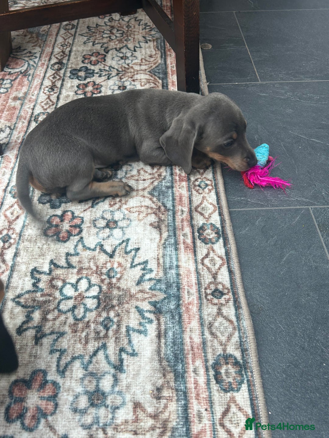 Miniature Dachshund dogs for sale: Miniature dachshund puppy’s  - Advert 20