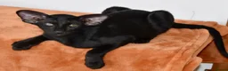 Oriental cats for sale: Black Oriental Male - Advert 4