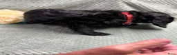 Cavapoo dogs for sale: Beautiful Cavapoo puppies - Advert 7