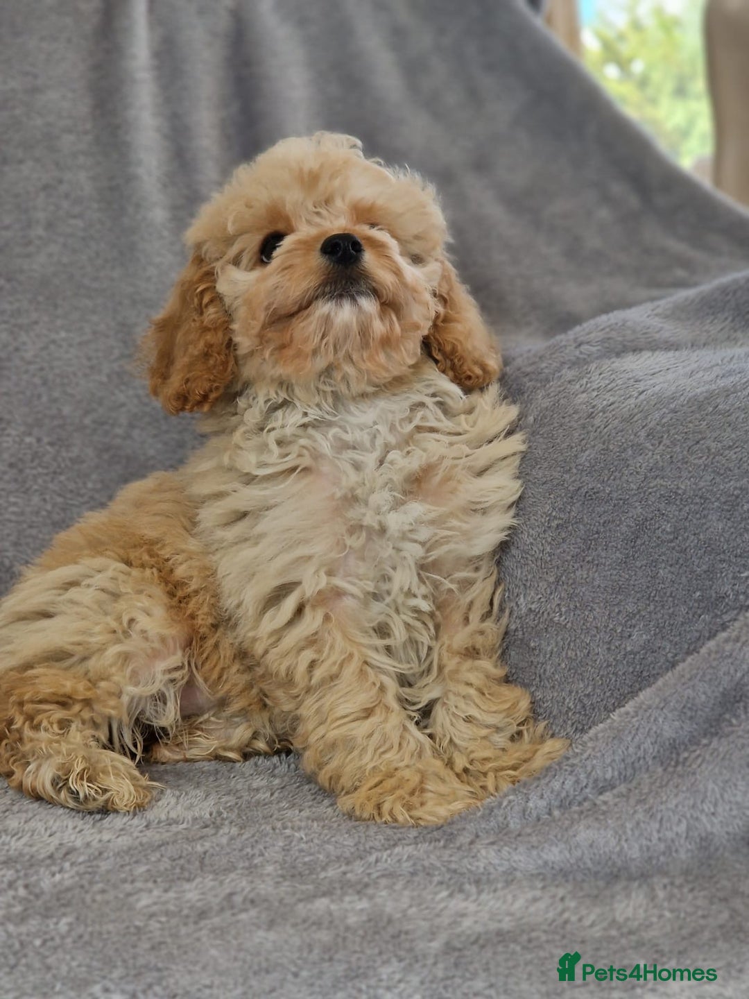Cavapoochon dogs for sale: Cavapoochon puppies DNA/PRA/KC Health Clear 🤍 - Image 6