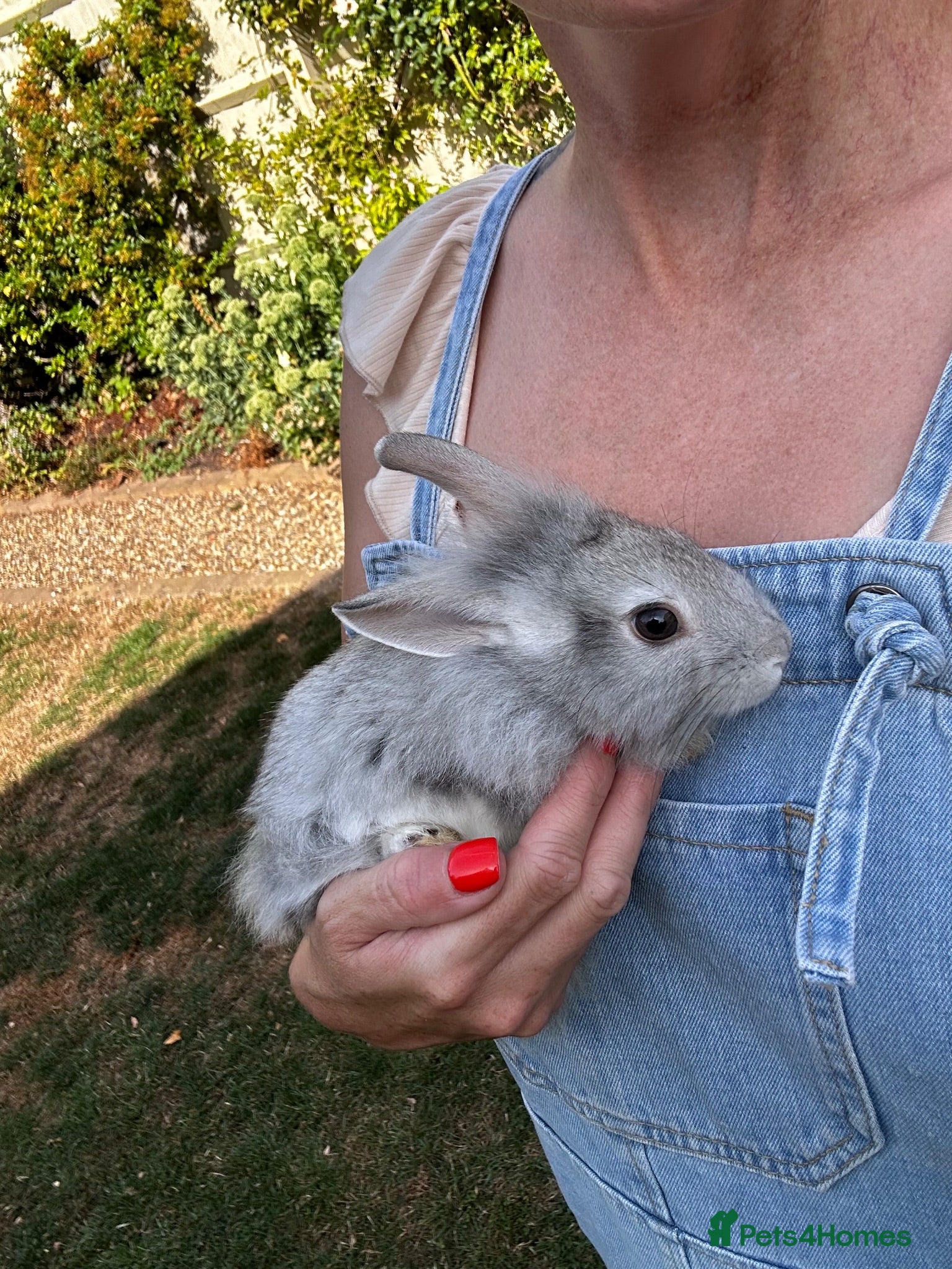 Lionhead rabbits Various Lionhead rabbit babies £45 each - Advert 1