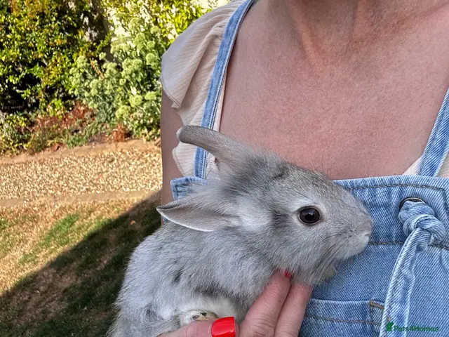 Lionhead rabbits Various Lionhead rabbit babies £35 each - Advert 1
