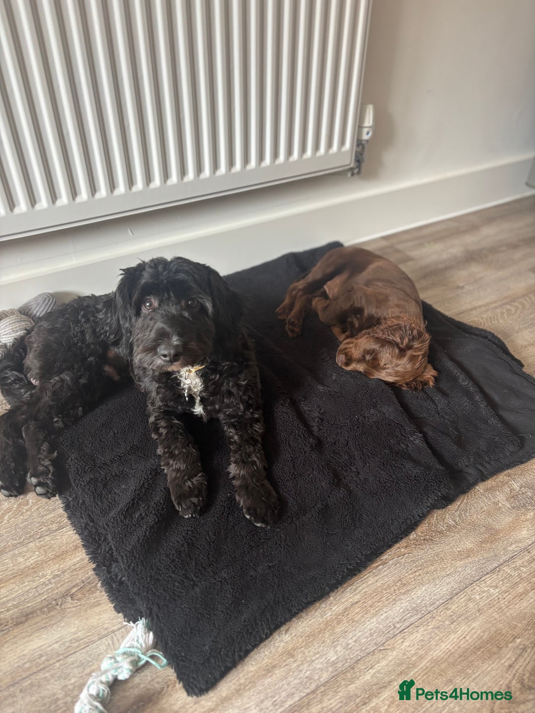 Cockapoo dogs for sale: Milo  - Image 1