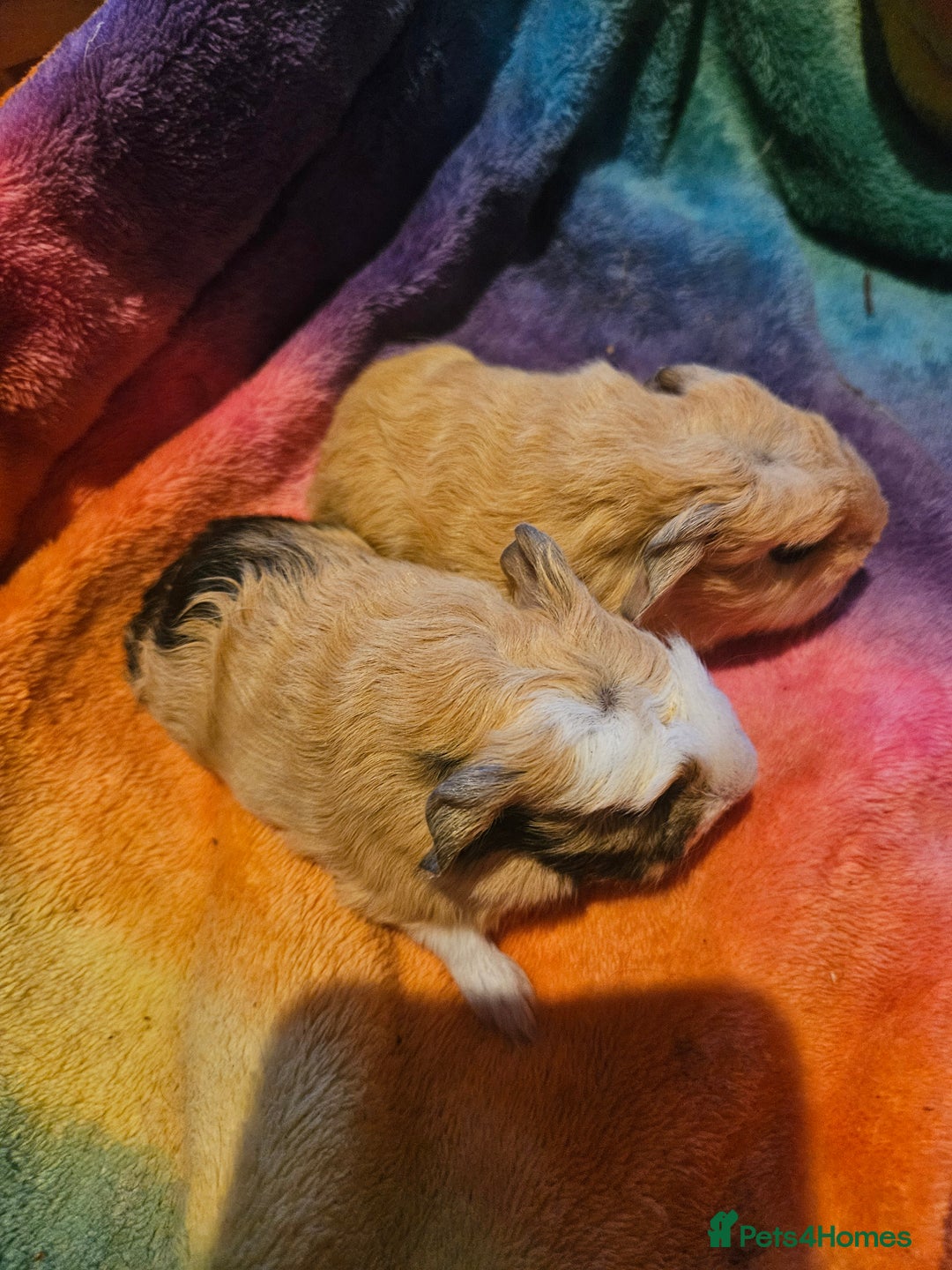 Guinea Pig rodents for sale: Baby guinea pigs - Image 9