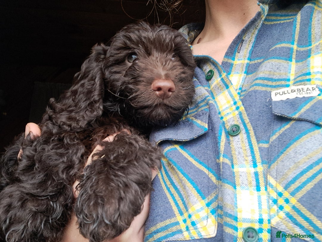 Cockapoo dogs for sale: Toy F1 Cockerpoo last chocolate boy  - Advert 17