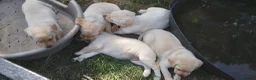 Labrador Retriever dogs for sale: 6 beautiful labrador puppies  - Advert 13