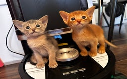 Somali cats for sale: Outstanding Somali kittens - Image 6
