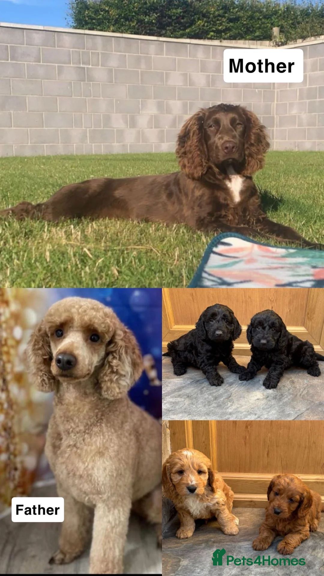 Cockapoo dogs for sale: Cockerpoo pups ready to go  - Advert 2