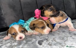 Jack Russell dogs for sale: Beautiful Jack russell puppies for sale  - Image 11