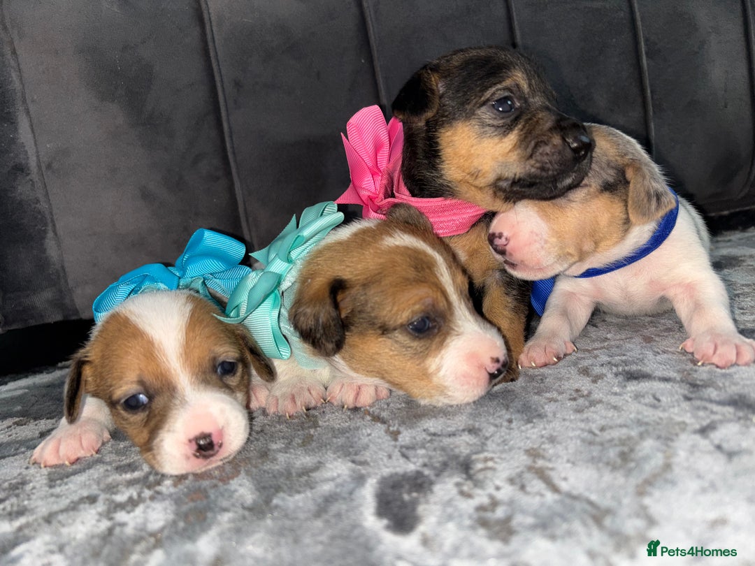 Jack Russell dogs for sale: Beautiful Jack russell puppies for sale  - Image 11