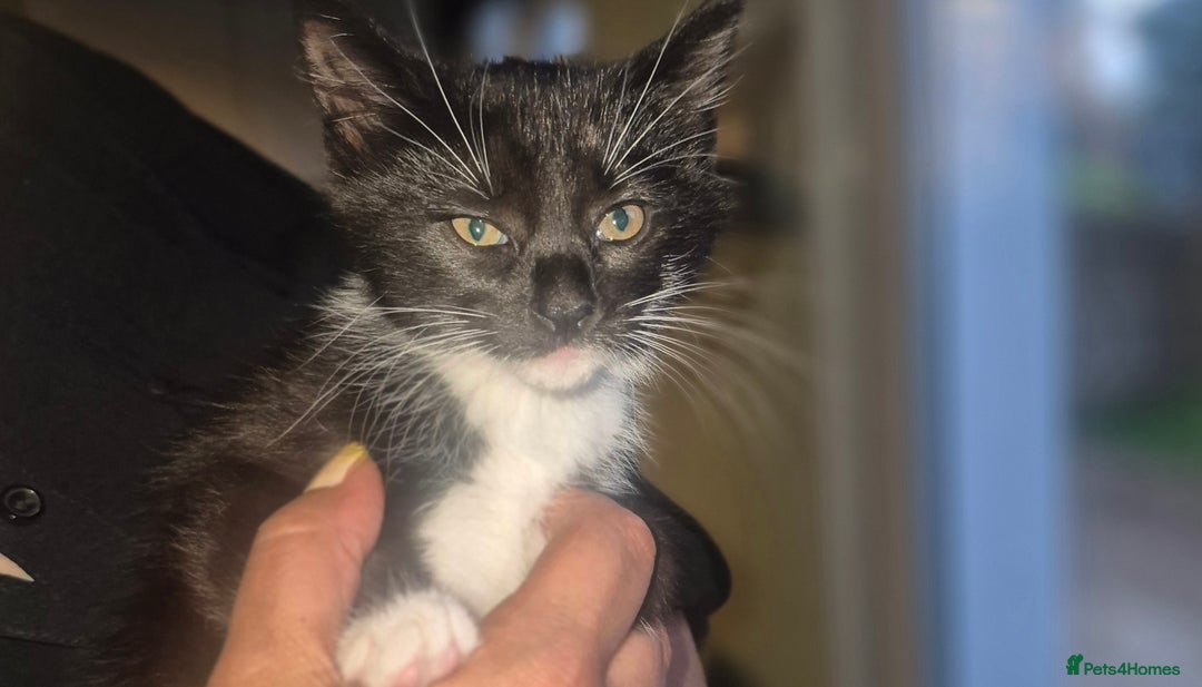Mixed Breed cats for sale: 2 female kittens left! - Image 2