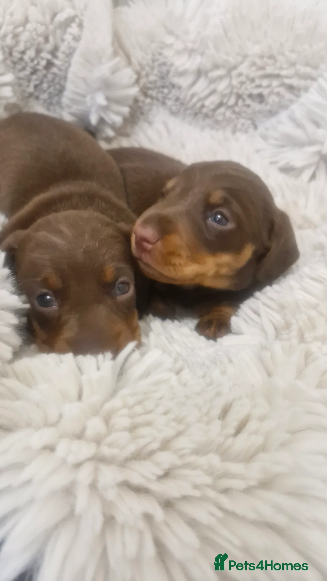 Miniature Dachshund dogs for sale: Minature dachshunds - Advert 13