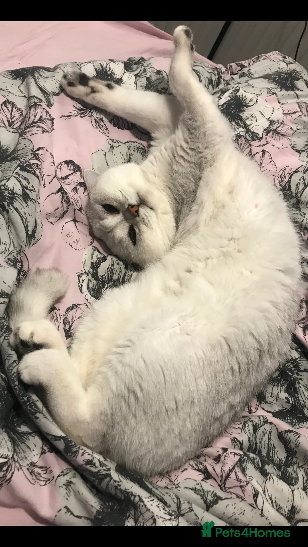 British Shorthair cats for stud: 🐾 British Shorthair Silver Shaded Stud 🐾 in Basildon - Advert 6