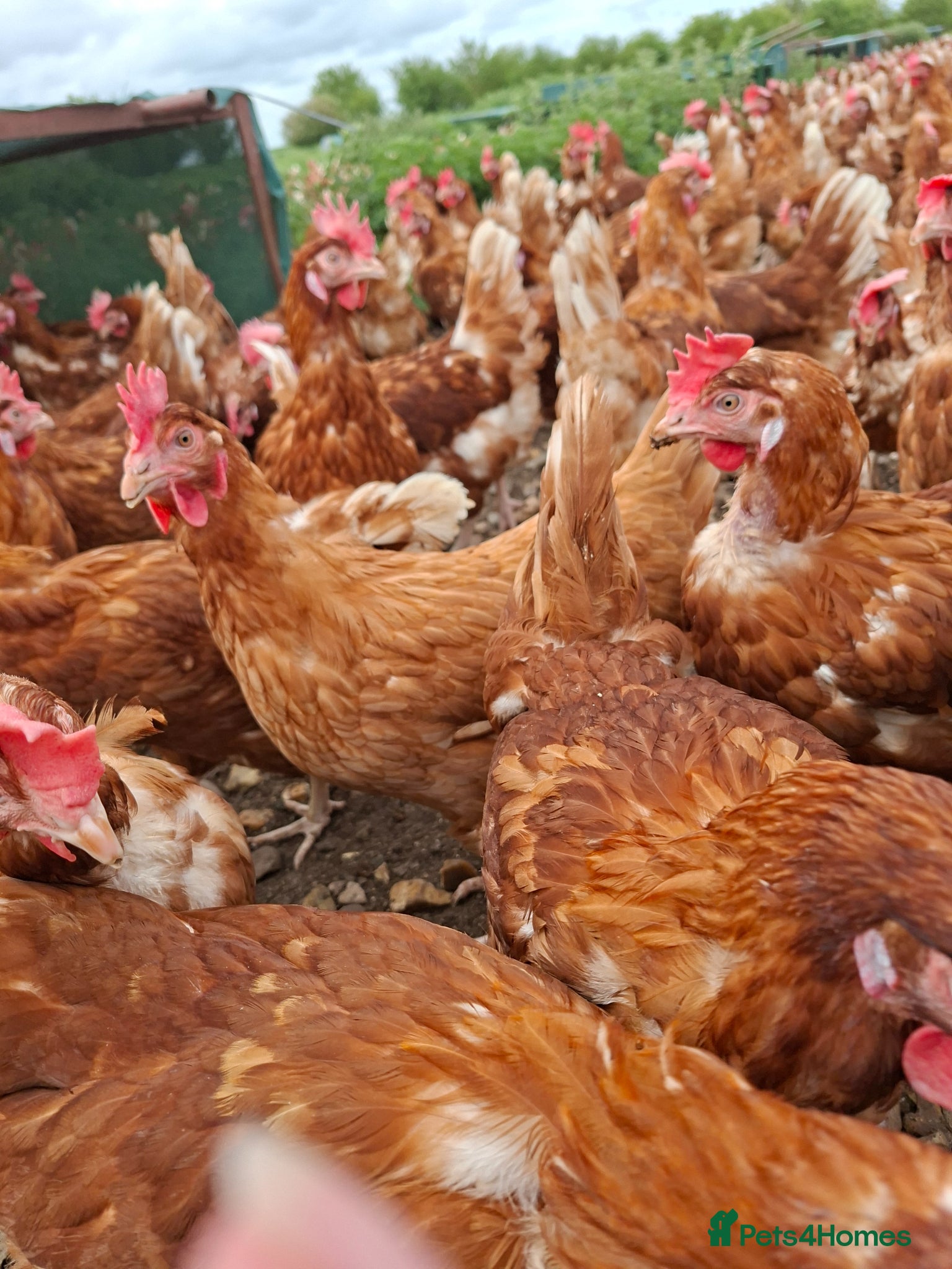 Chickens poultry for sale: Laying hyline hens for sale from the 15th June   - Advert 1